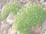 高山植物